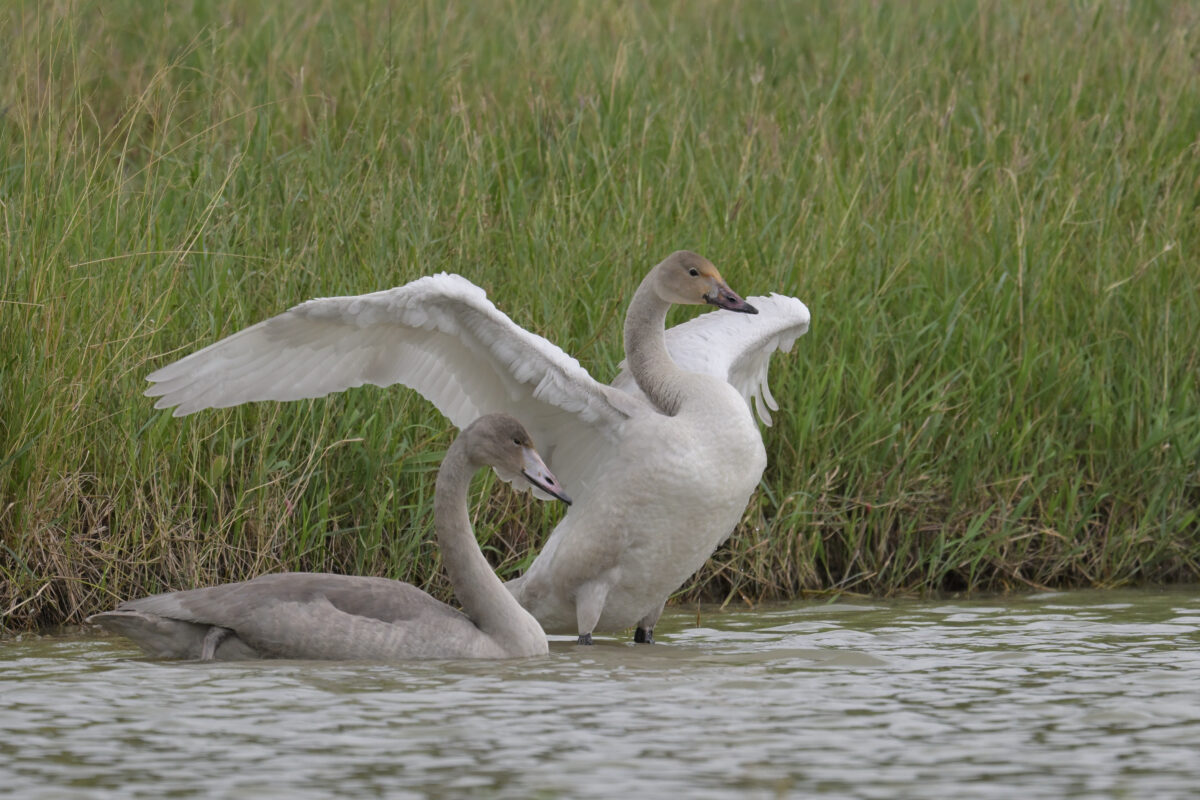 コハクチョウ
コハクチョウ幼鳥
西表島
ミダラの田んぼ