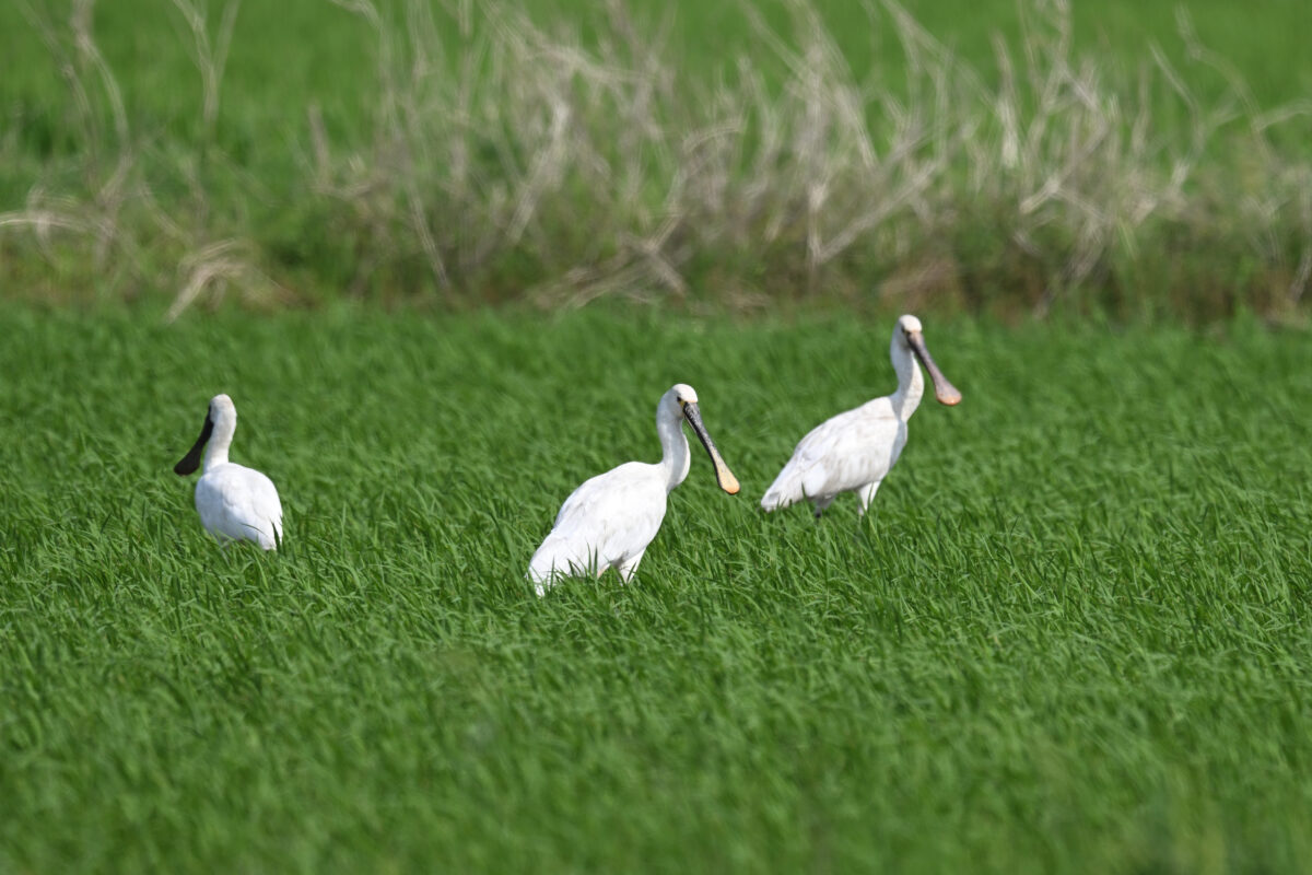 ヘラサギ
西表島
オオホラダ