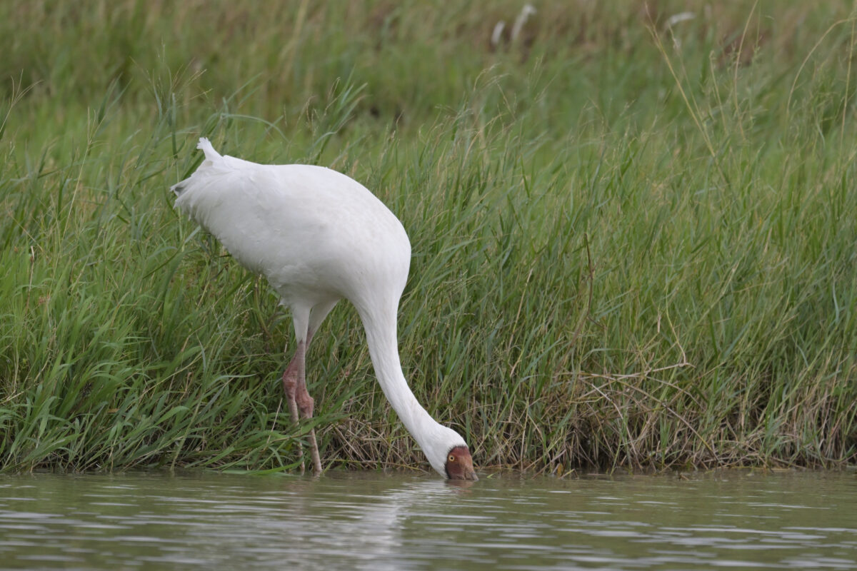 ソデグロヅル
西表島
ミダラの田んぼ