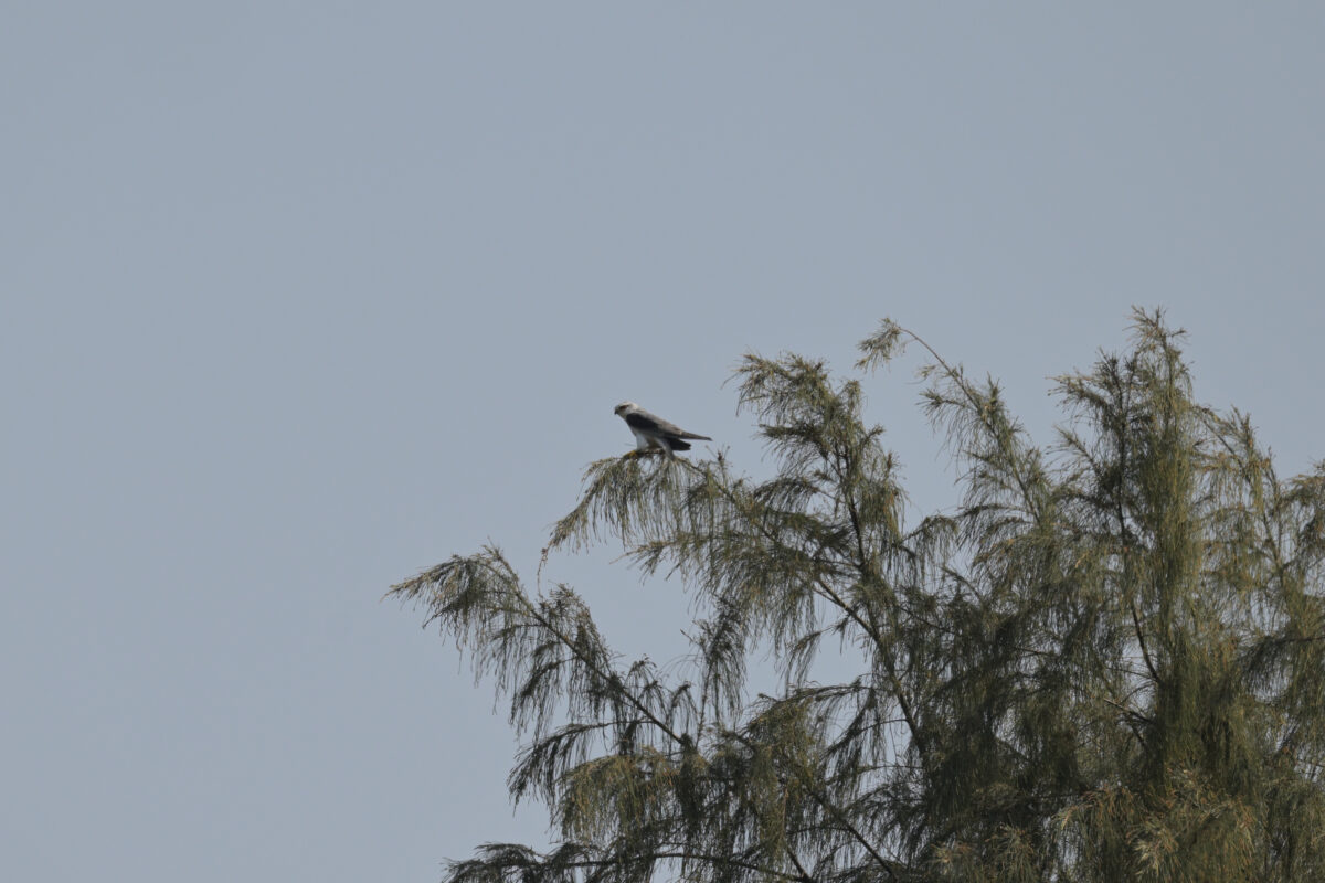 カタグロトビ
西表島
佐久田