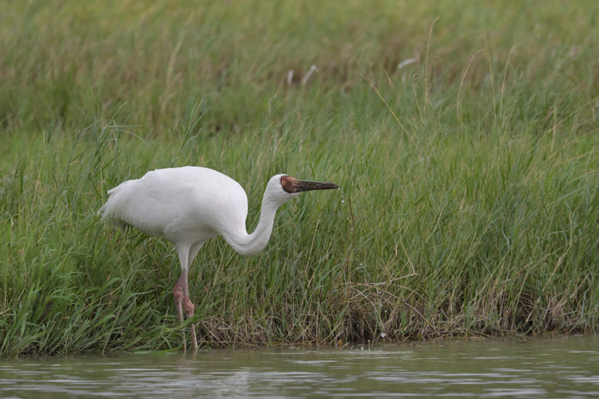 ソデグロヅル
西表島
ミダラの田んぼ