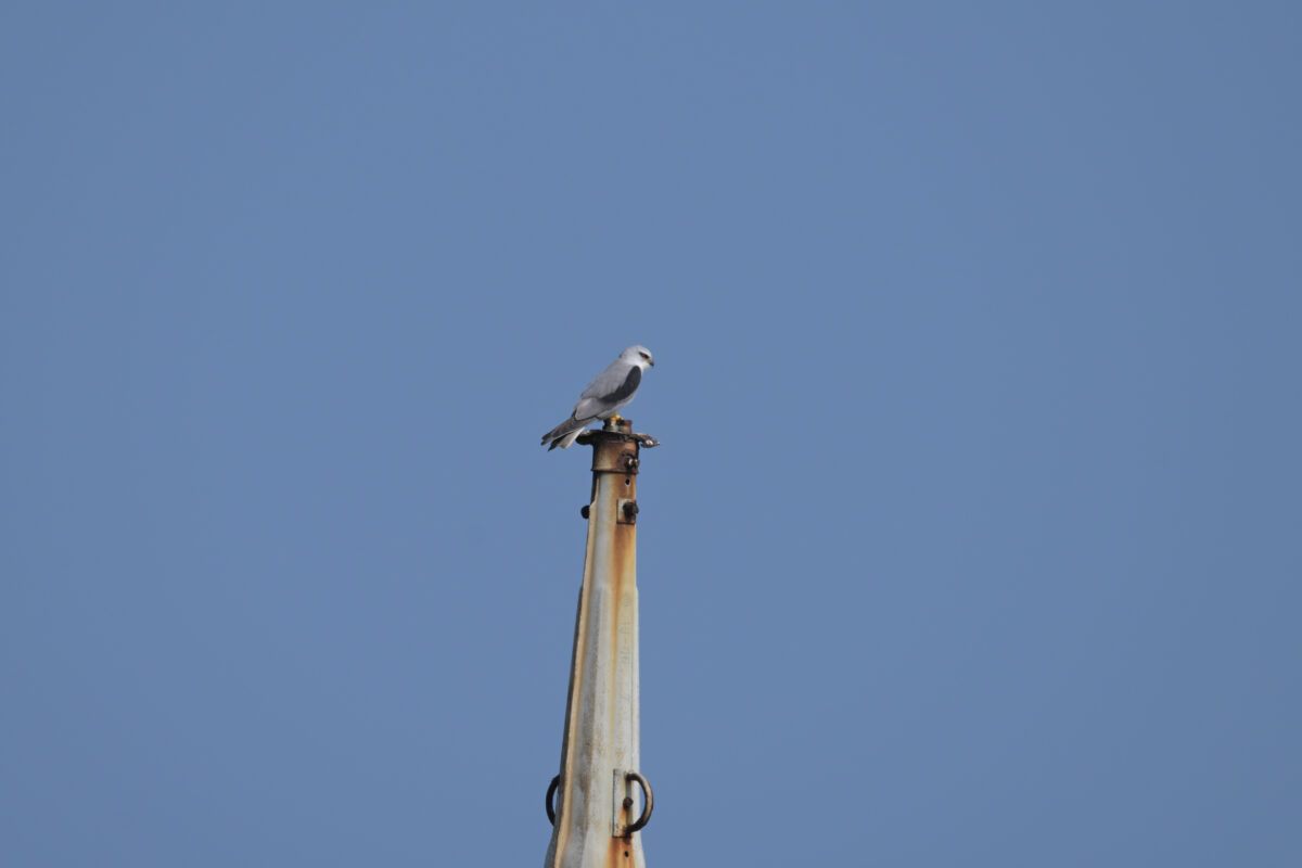 カタグロトビ
西表島
佐久田