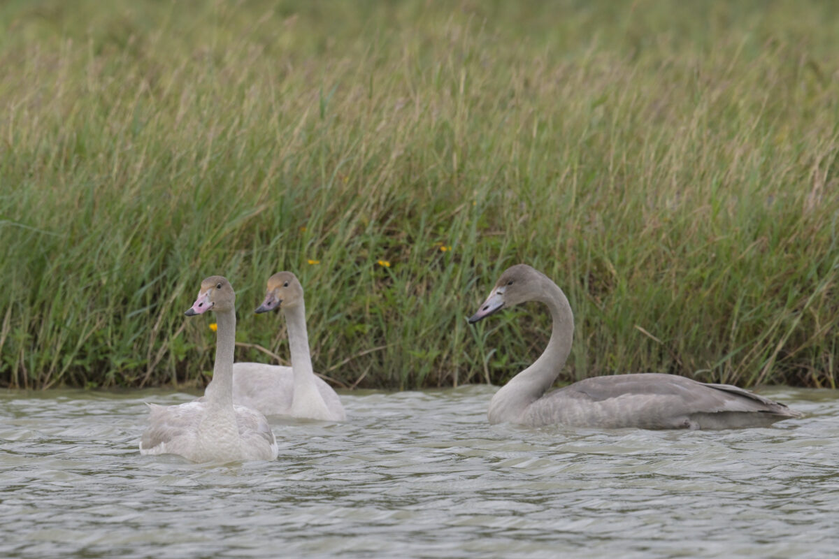 コハクチョウ
コハクチョウ幼鳥
西表島
ミダラの田んぼ