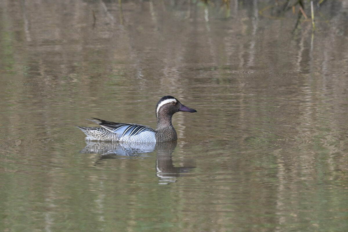 シマアジ
シマアジ♂
シマアジ雄
南見田の池