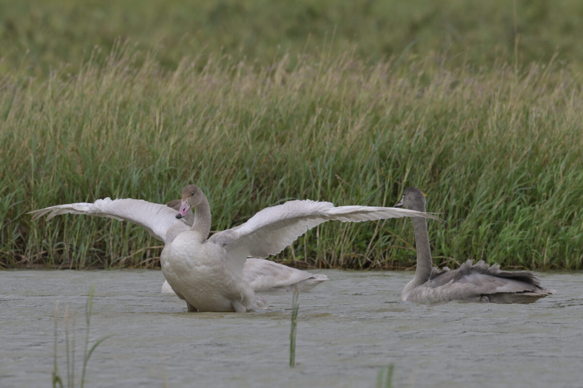 コハクチョウ
コハクチョウ幼鳥
西表島
ミダラの田んぼ