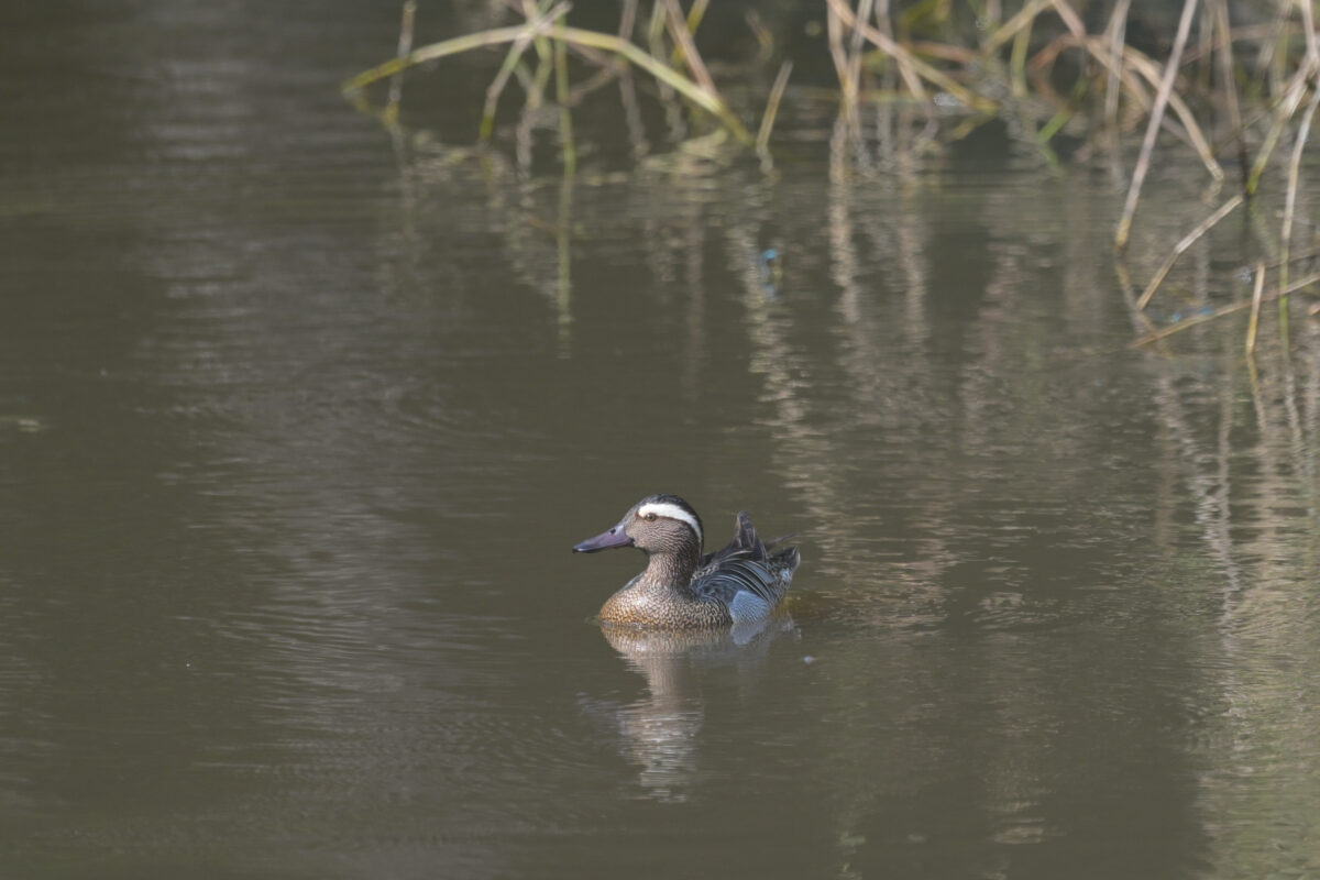 シマアジ
シマアジ♂
シマアジ雄
南見田の池