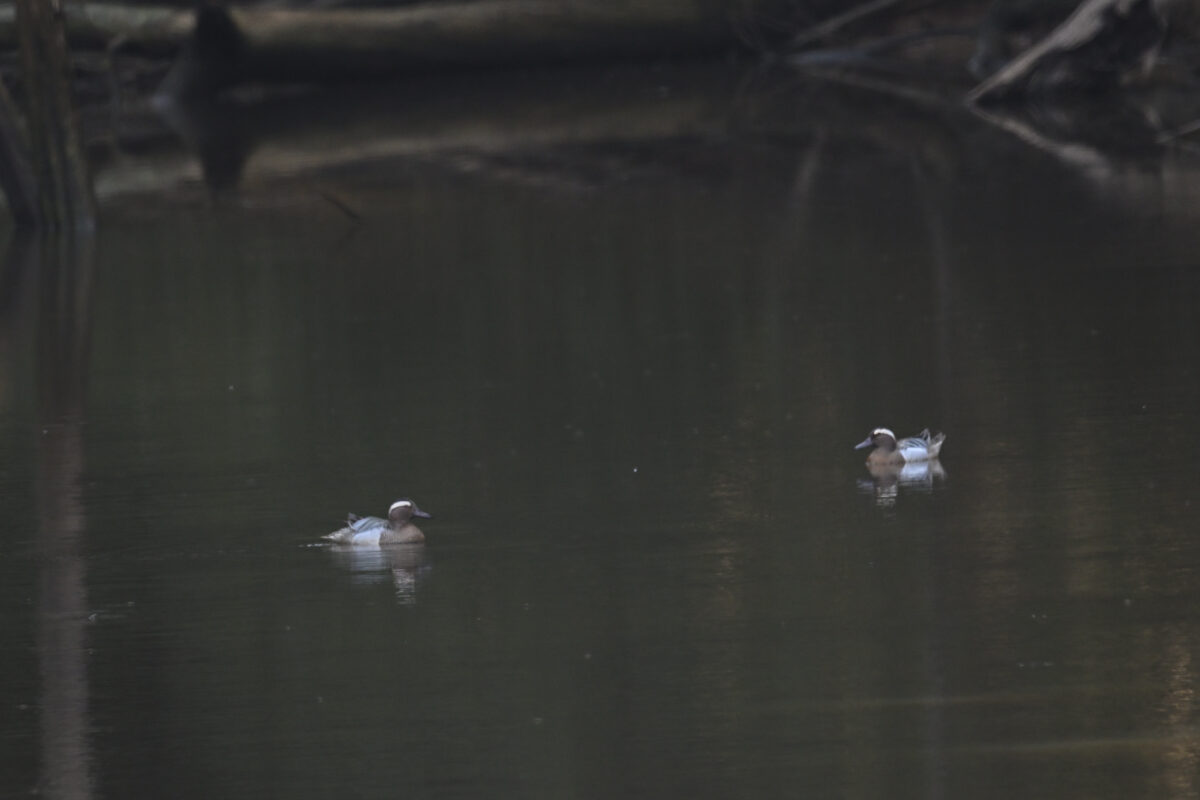 シマアジ
シマアジ♂
シマアジ雄
南見田の池