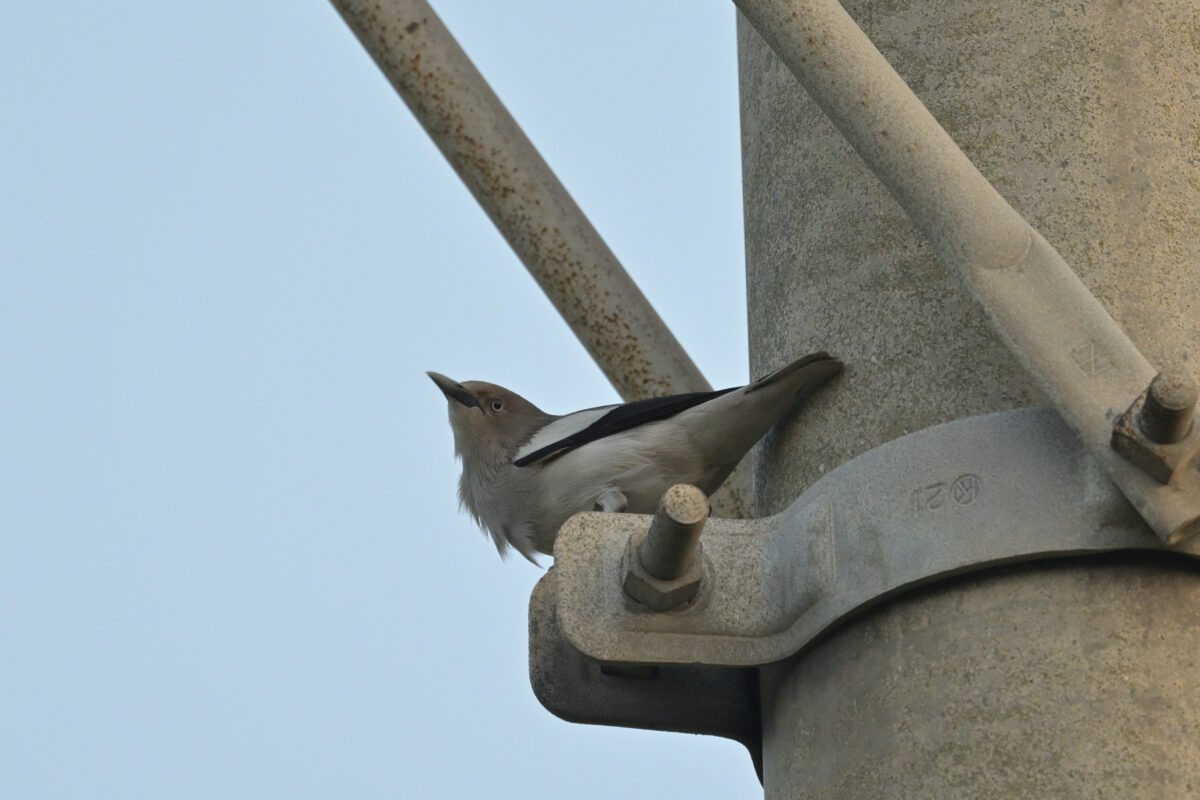 カラムクドリ
カラムクドリ♂
カラムクドリ雄
西表島
フカンタ