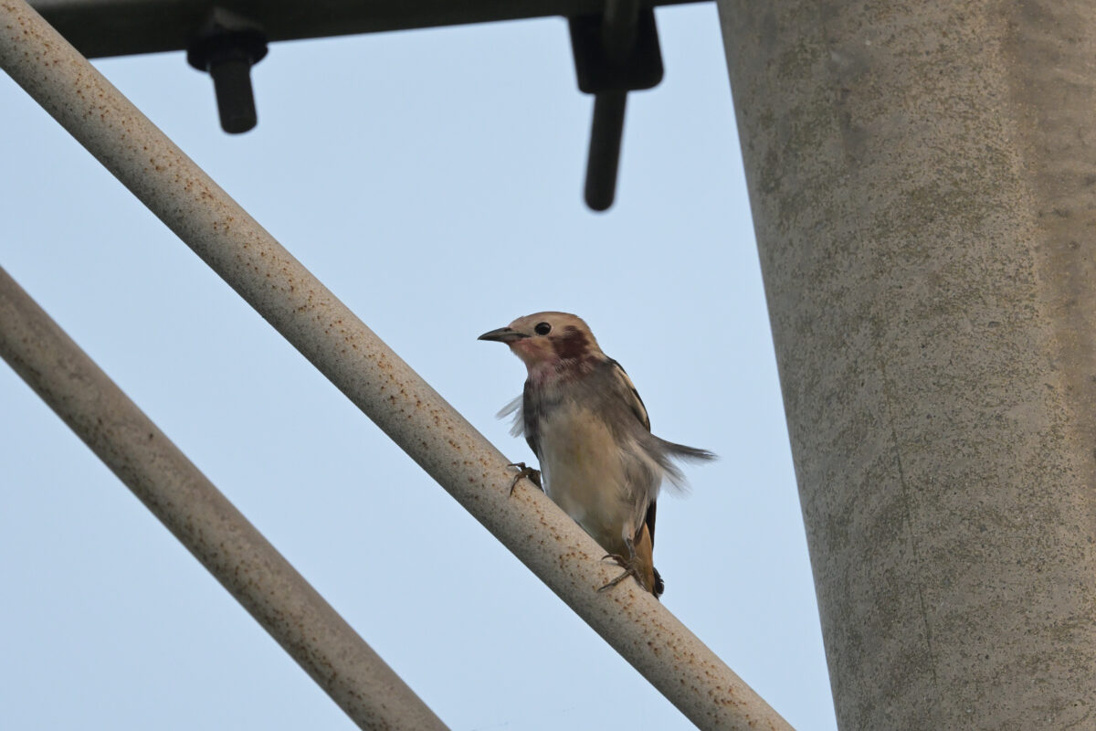 コムクドリ
西表島
フカンタ
