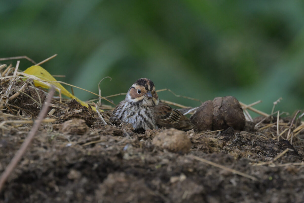 コホオアカ
西表島
フカンタ