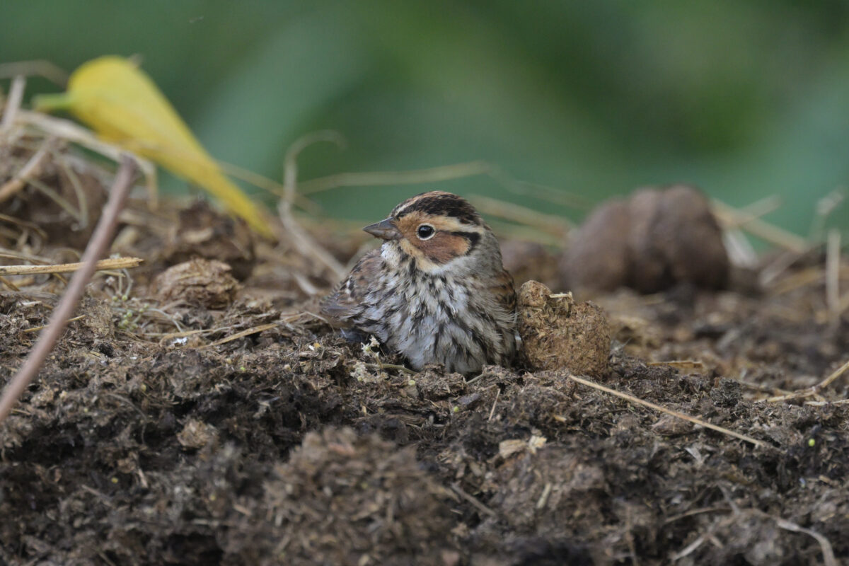 コホオアカ
西表島
フカンタ