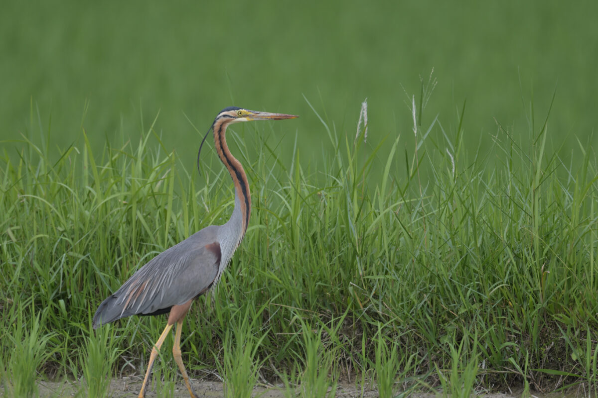 ムラサキサギ
西表島
ミダラの田んぼ