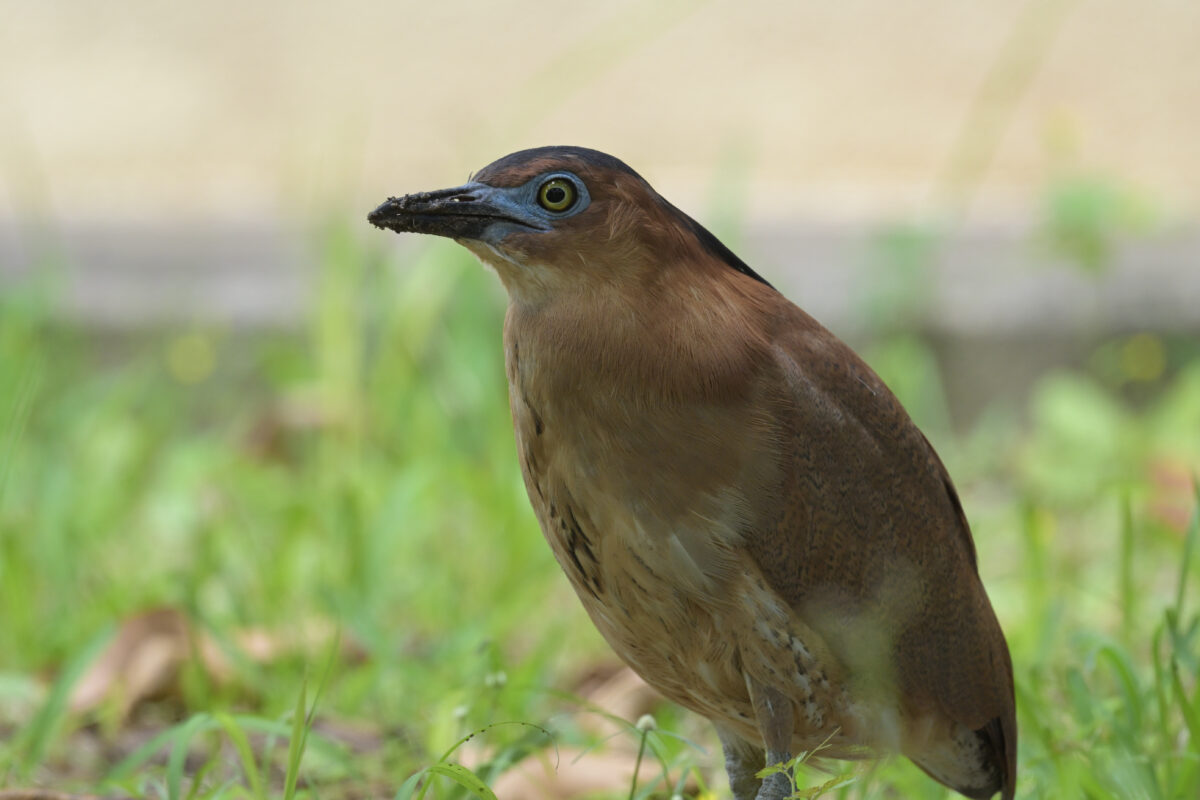 ズグロミゾゴイ
星立集落
西表島