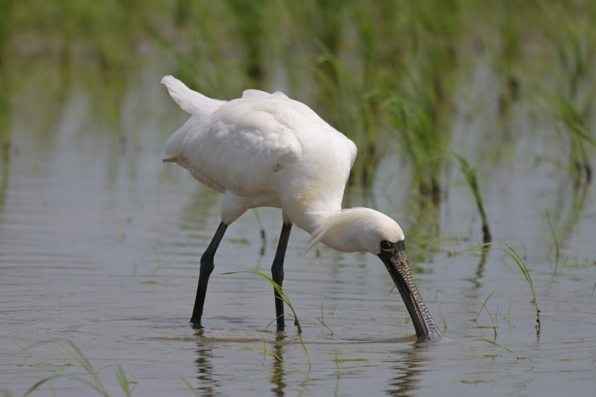 クロツラヘラサギ換羽中
クロツラヘラサギ夏羽
クロツラヘラサギ
西表島
美原の田んぼ