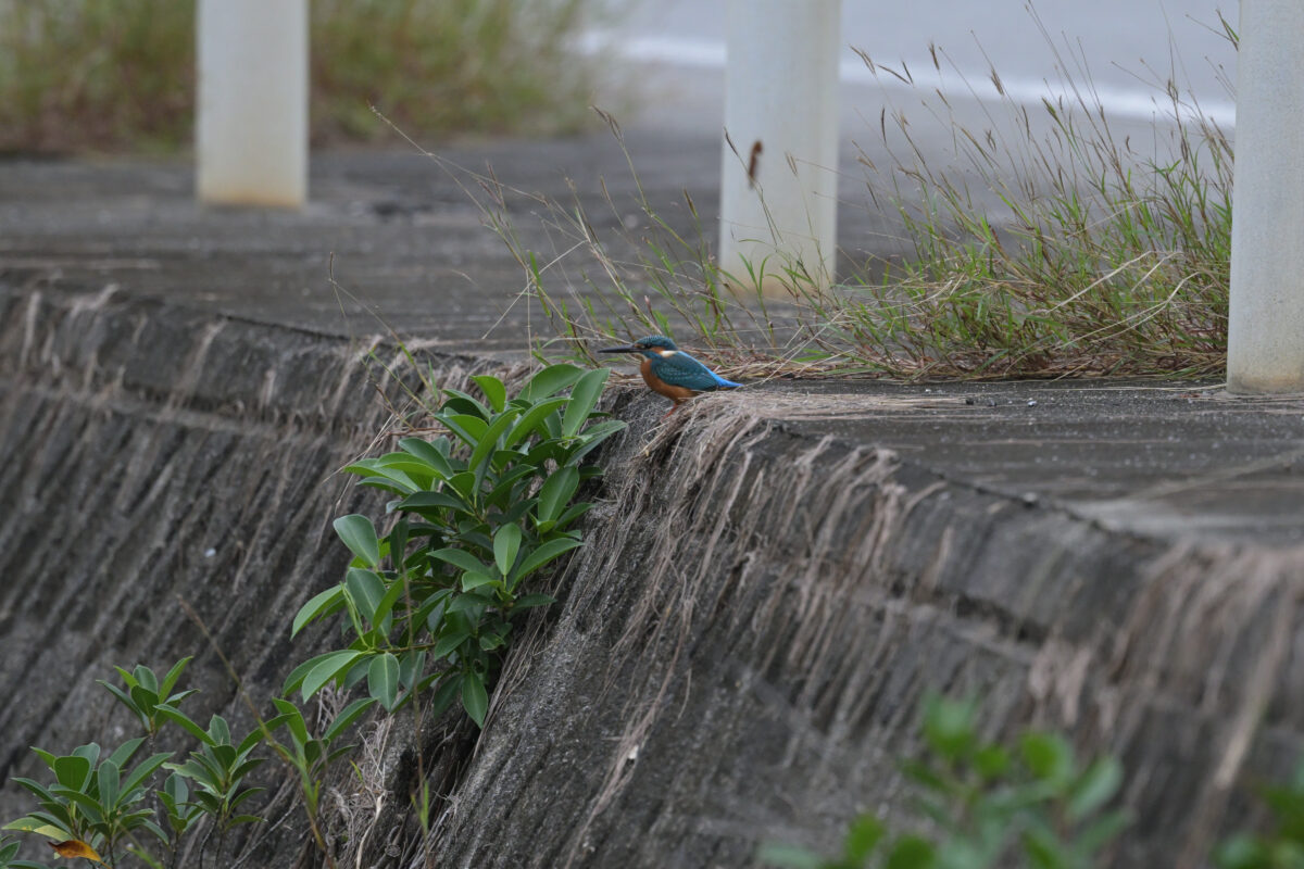 カワセミ
カワセミ♂
カワセミ雄
西表島
ミダラの田んぼ