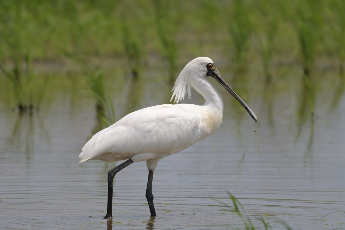 クロツラヘラサギ換羽中
クロツラヘラサギ夏羽
クロツラヘラサギ
西表島
美原の田んぼ