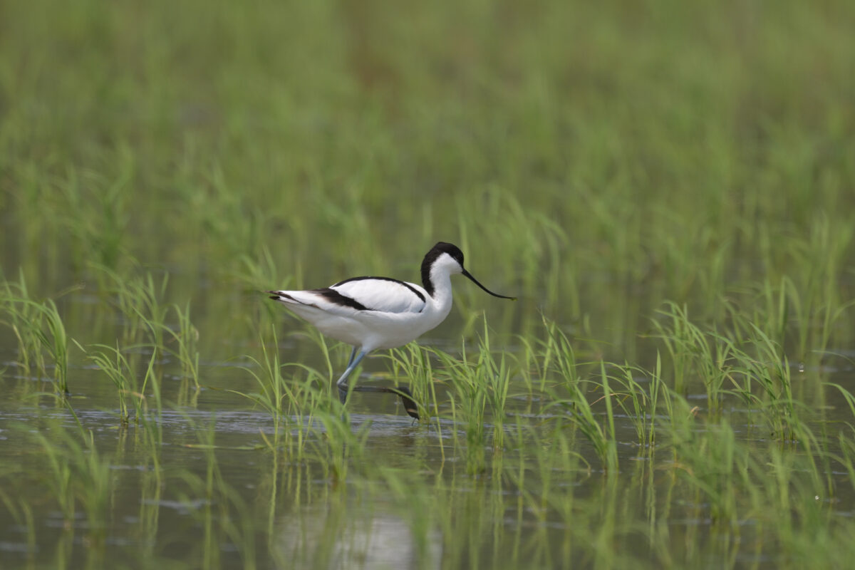 ソリハシセイタカシギ
西表島
美原の田んぼ