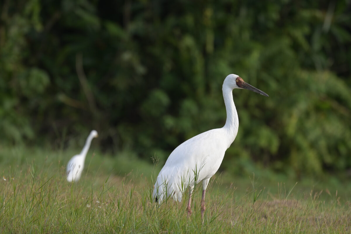 ソデグロヅル
西表島
ミダラの田んぼ