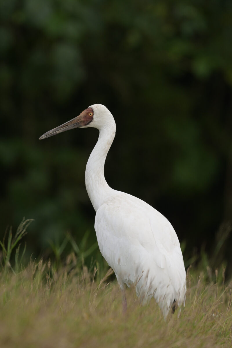 ソデグロヅル
西表島
ミダラの田んぼ