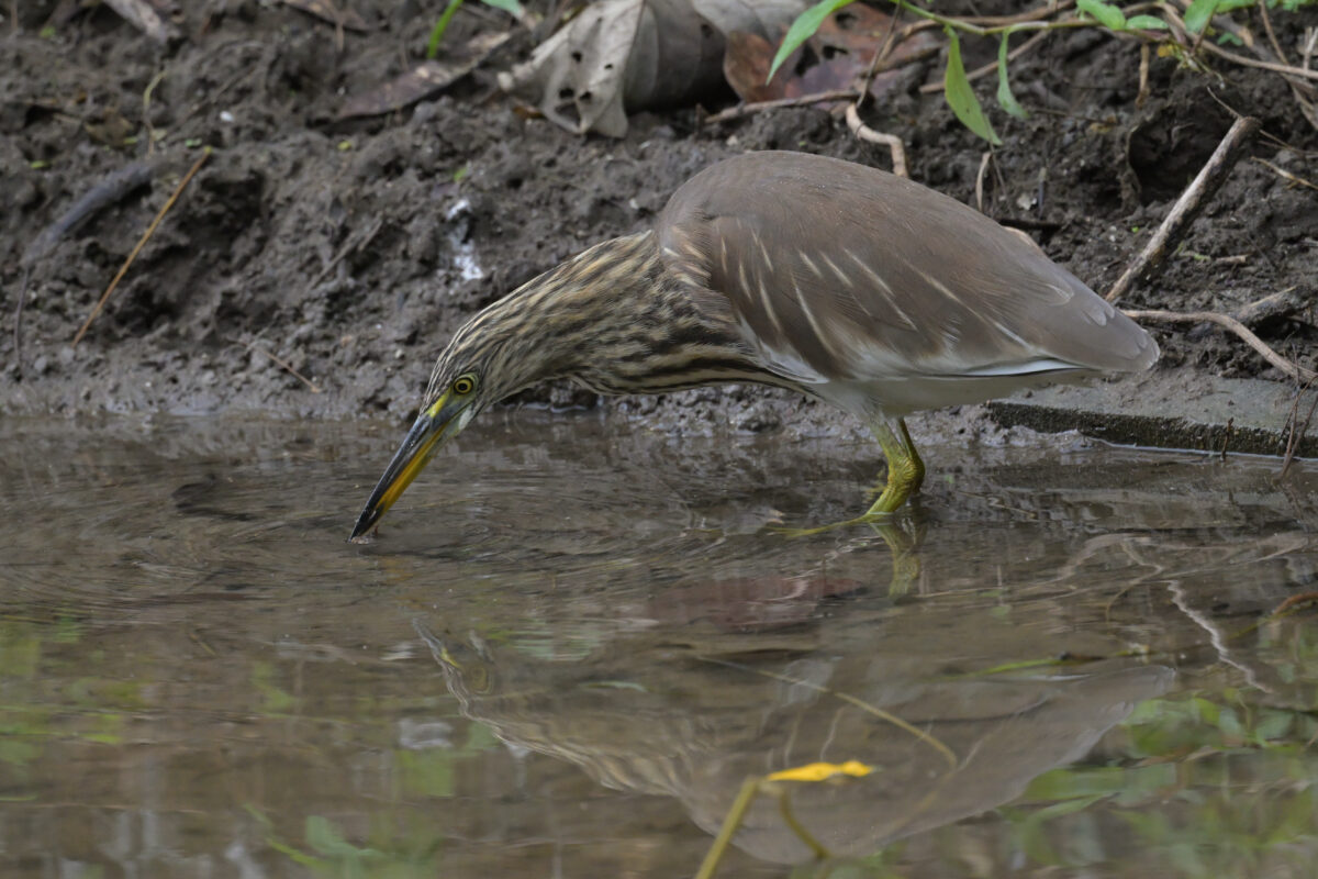 アカガシラサギ
アカガシラサギ冬羽
アカガシラサギ幼鳥
西表島
ミダラの田んぼ