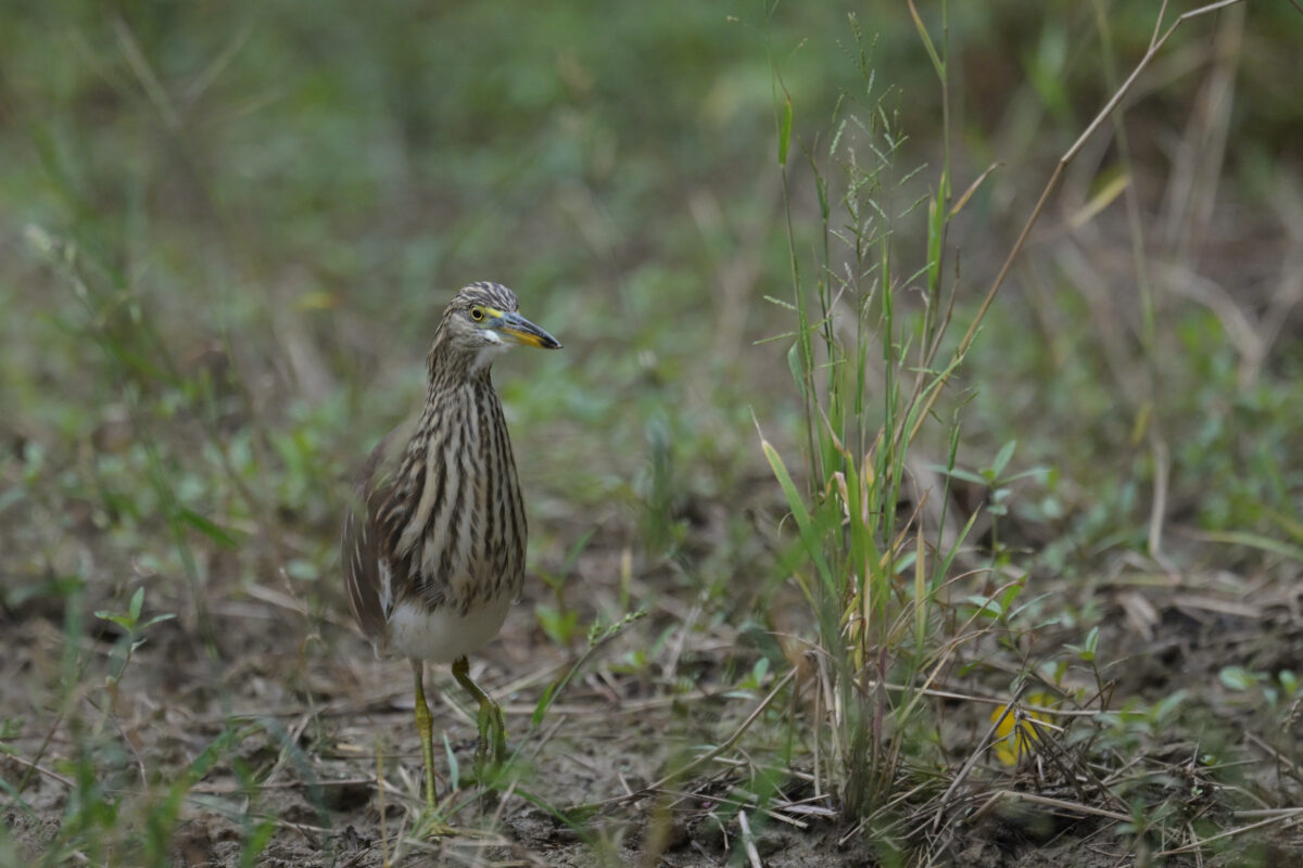 アカガシラサギ
アカガシラサギ冬羽
アカガシラサギ幼鳥
西表島
ミダラの田んぼ