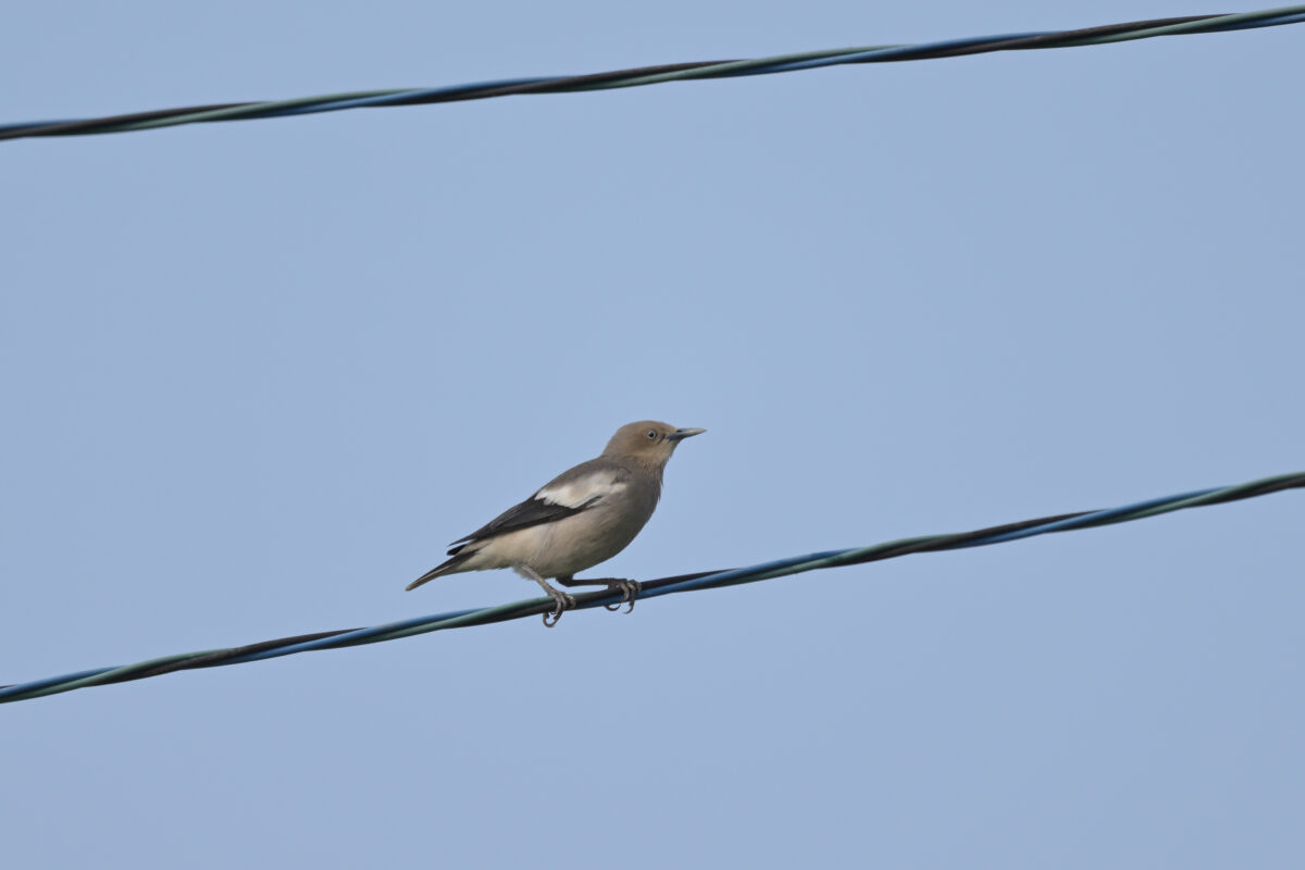 カラムクドリ
西表島
住吉コンポスト