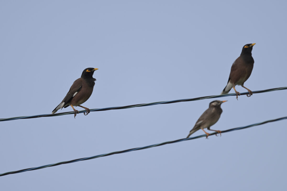 ムクドリ
インドハッカ
西表島
住吉コンポスト
