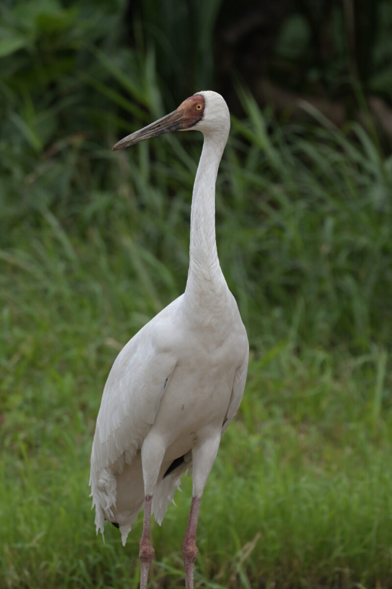 ソデグロヅル
西表島
ミダラの田んぼ