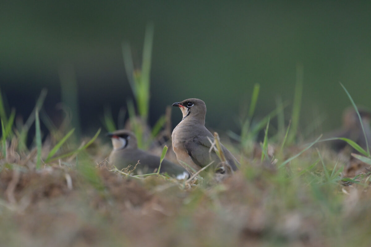 ツバメチドリ
西表島
住吉コンポスト