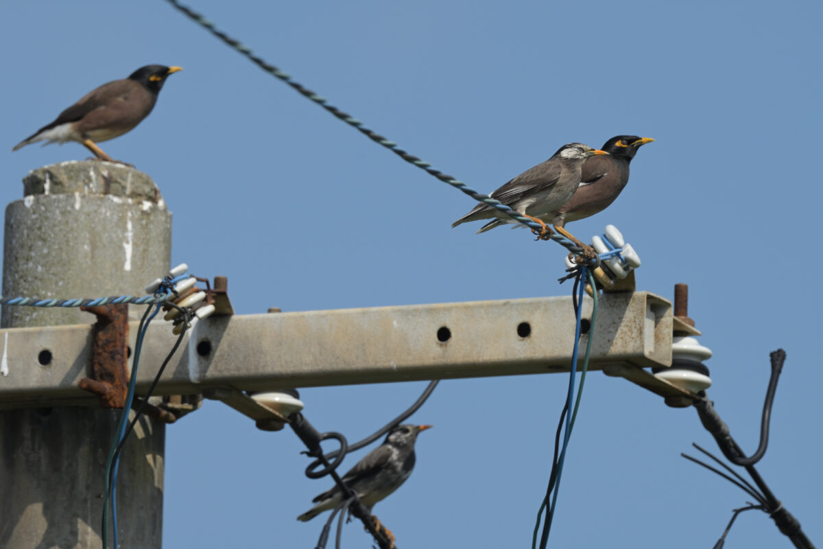 ムクドリ
インドハッカ
西表島
住吉コンポスト