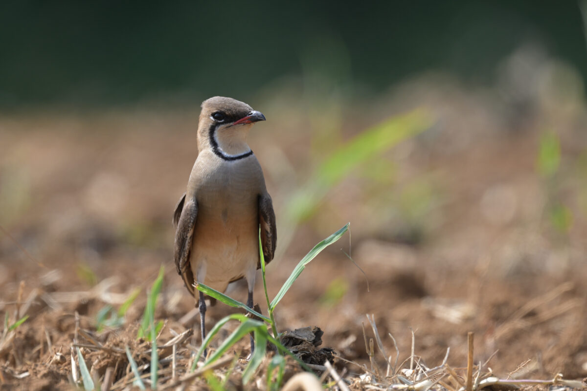 ツバメチドリ
西表島
住吉コンポスト