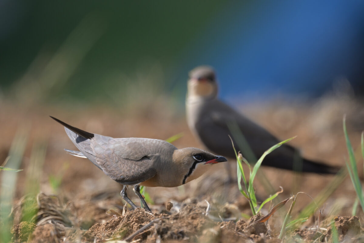 ツバメチドリ
西表島
住吉コンポスト