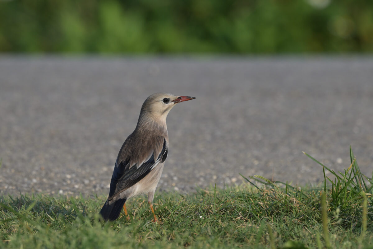 ギンムクドリ
西表島
住吉コンポスト