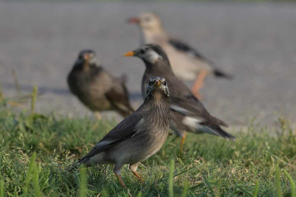 ムクドリ
ギンムクドリ
西表島
住吉コンポスト
