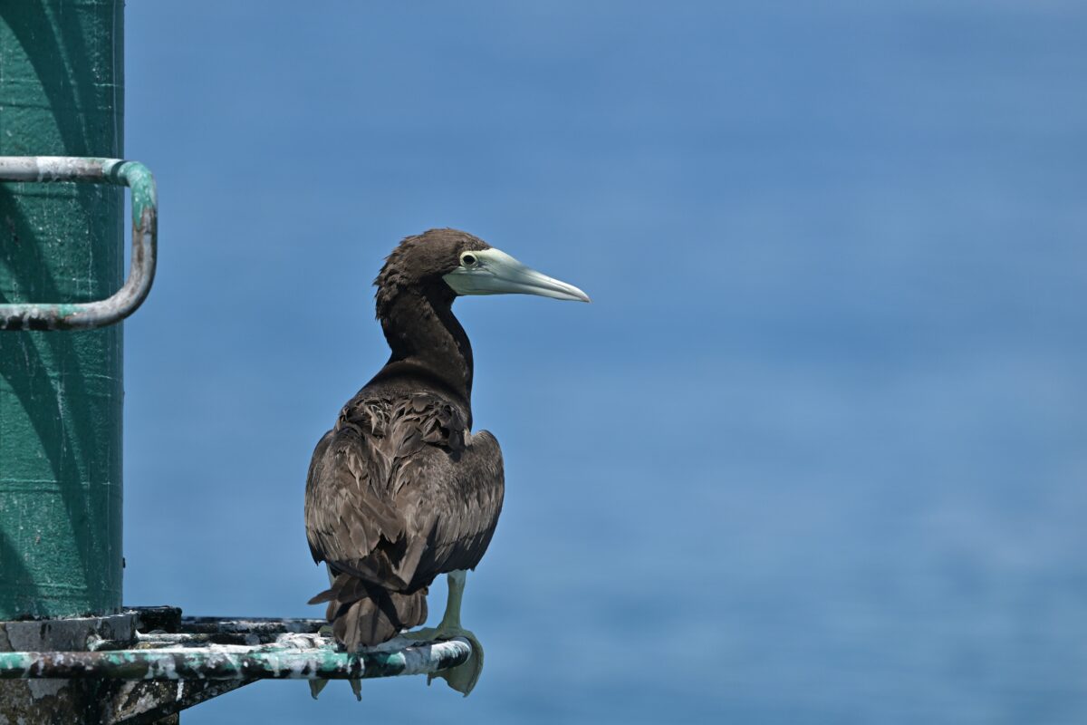 カツオドリ
カツオドリ♀
カツオドリ雌
西表島
鳩間島