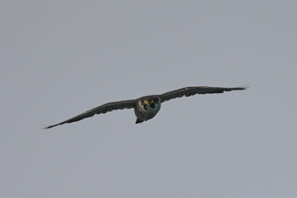 ハヤブサ
ハヤブサペア
西表島
鳩間島