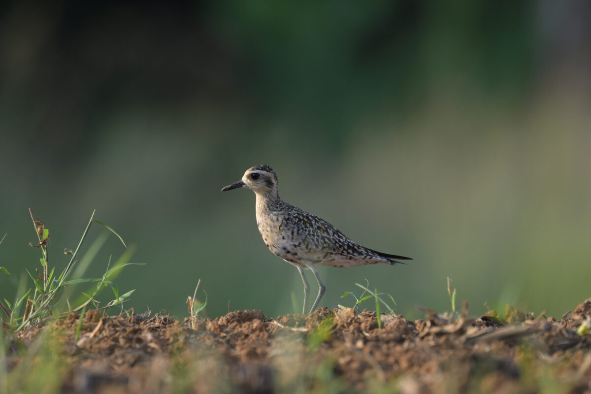 ムナグロ
西表島
住吉コンポスト