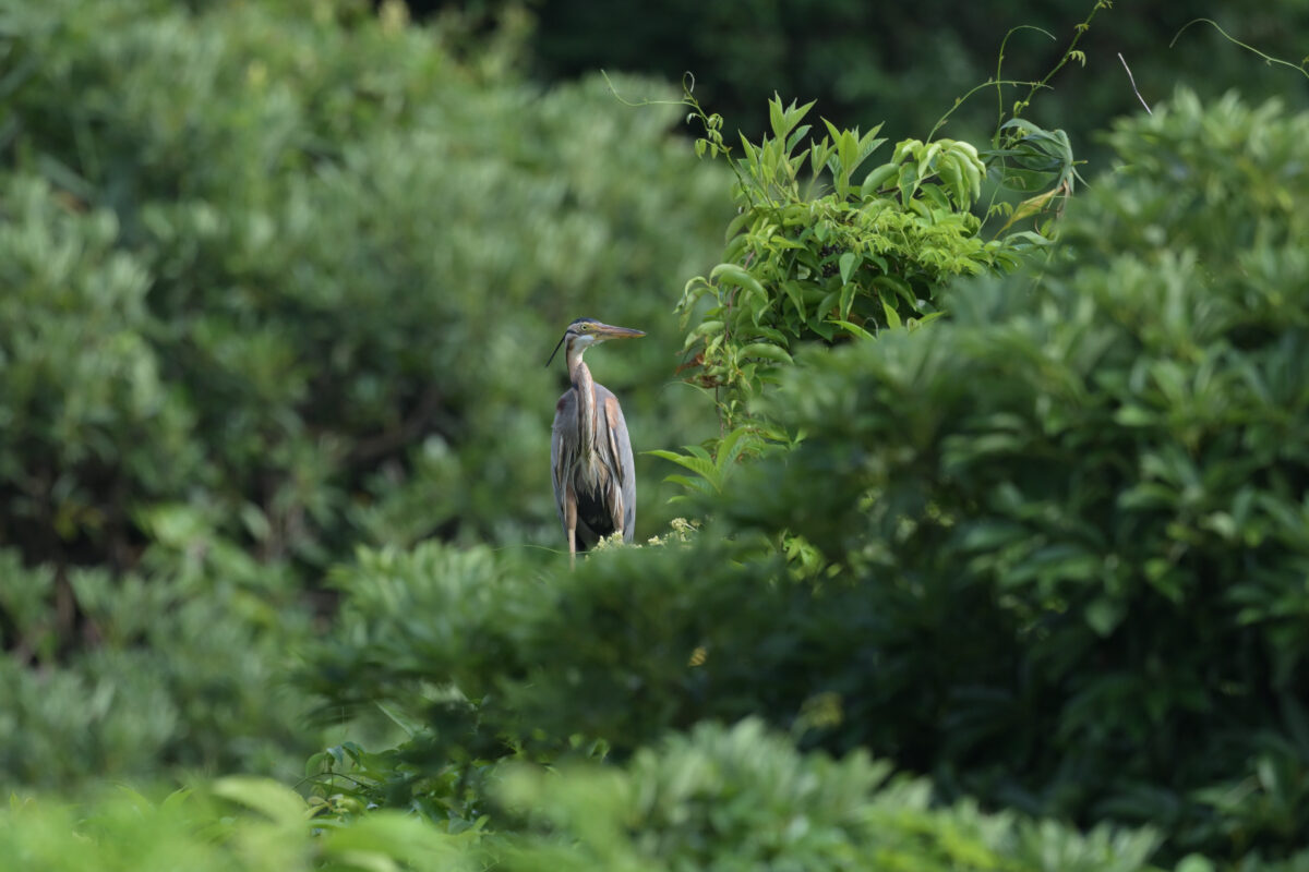 ムラサキサギ
フカンタ
西表島