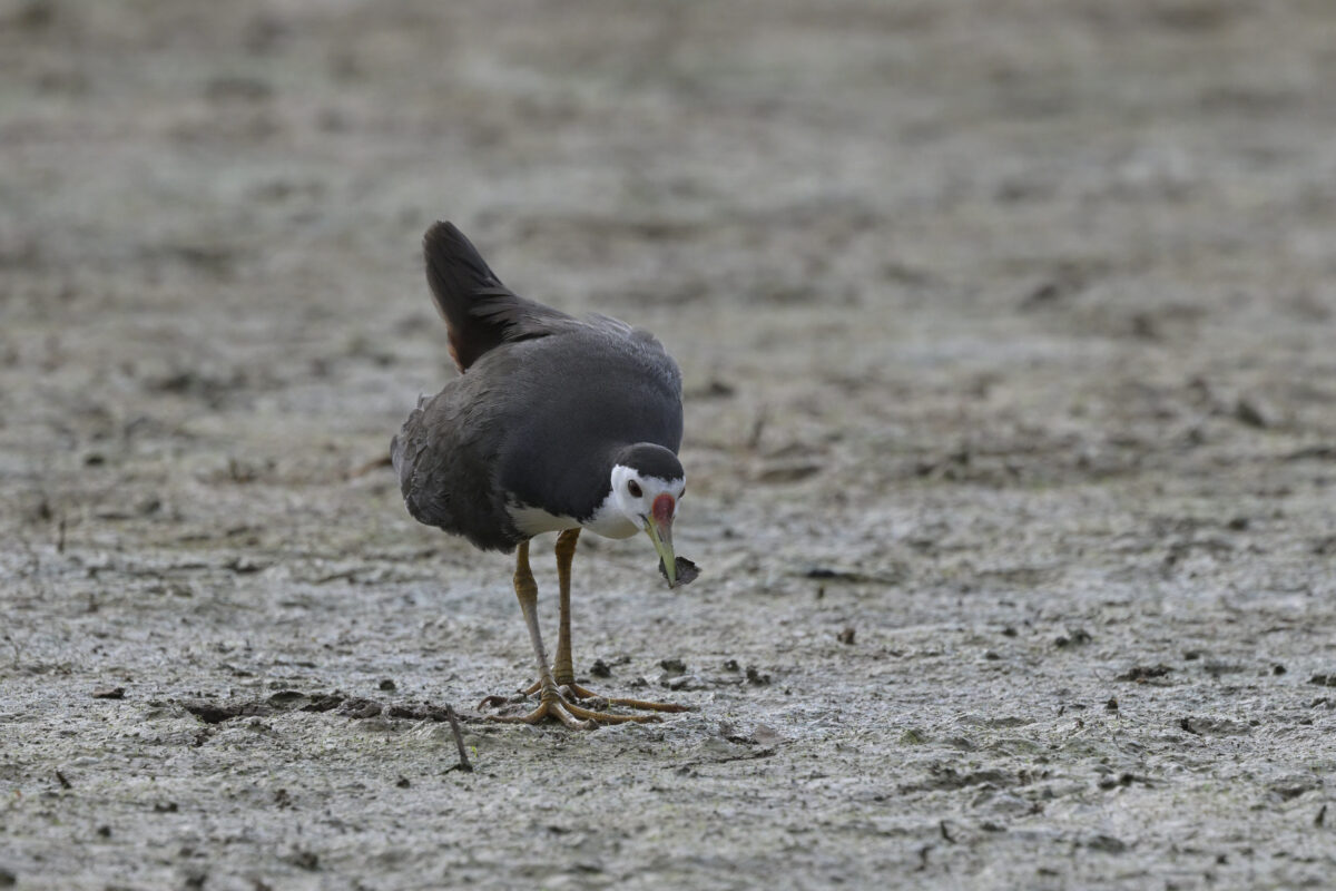 シロハラクイナ
西表島
ミダラの田んぼ
