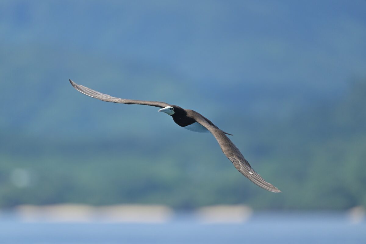 カツオドリ
カツオドリ♀
カツオドリ雌
西表島
鳩間島