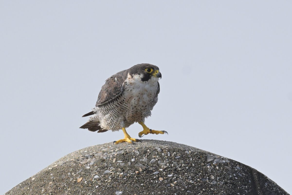 ハヤブサ
ハヤブサペア
西表島
鳩間島