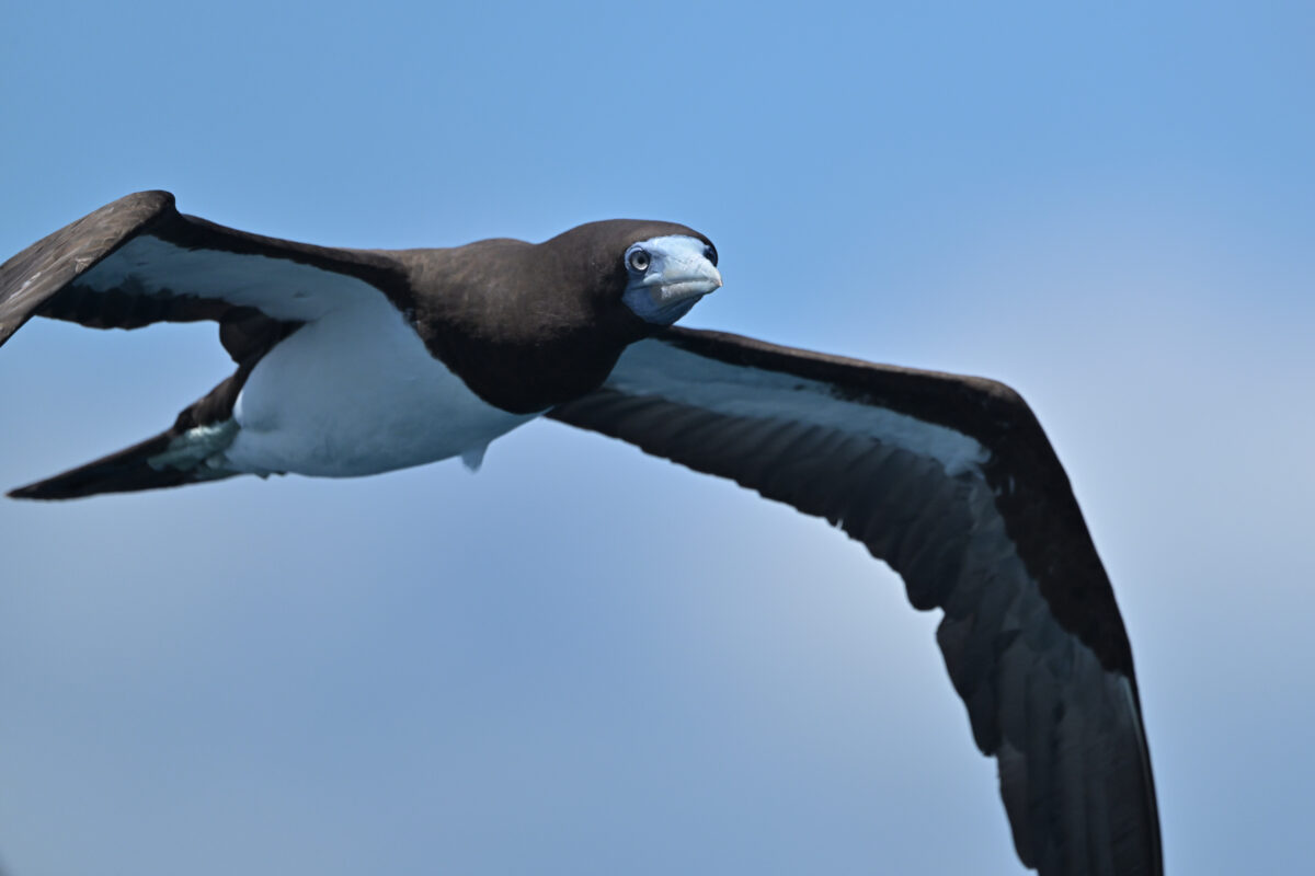 カツオドリ
カツオドリ♂
カツオドリ雄
西表島
鳩間島