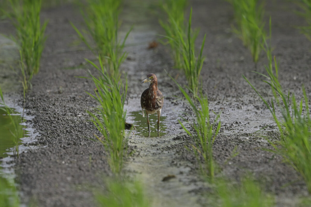 アカガシラサギ
アカガシラサギ換羽中
西表島
ミダラの田んぼ