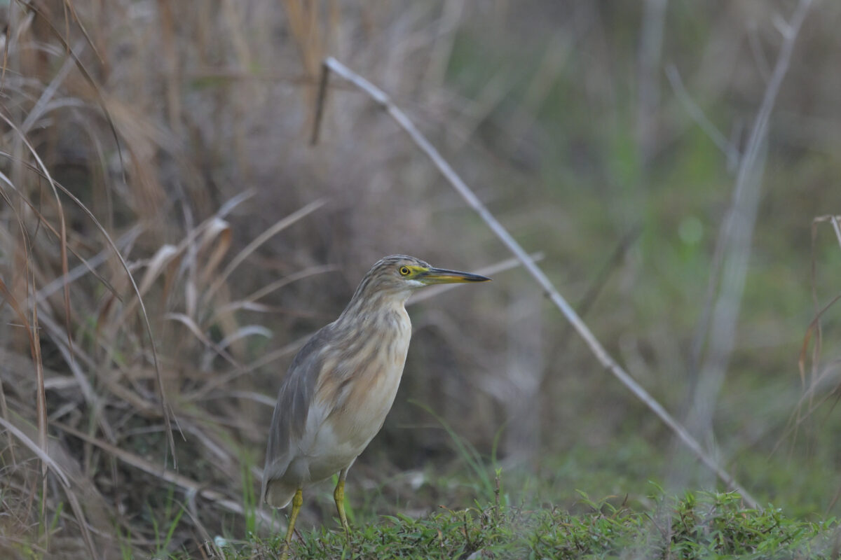 ジャワアカガシラサギ
西表島
フカンタ