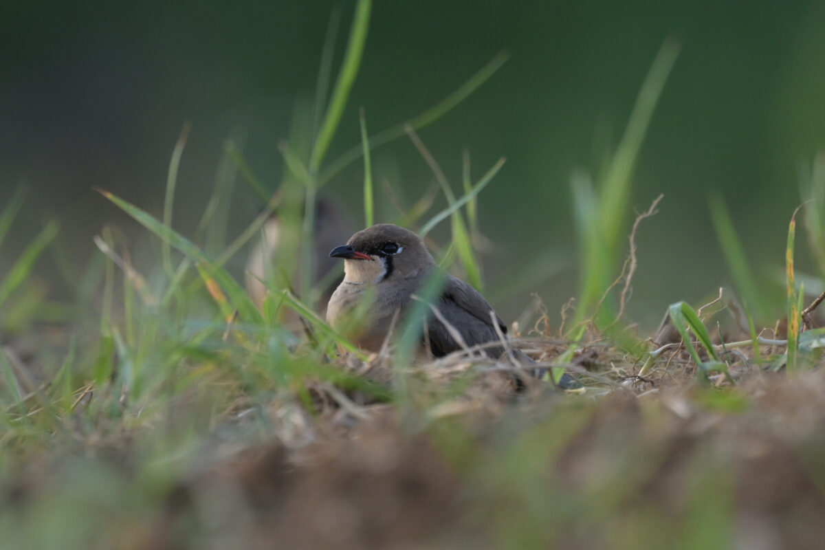 ツバメチドリ
住吉コンポスト
西表島