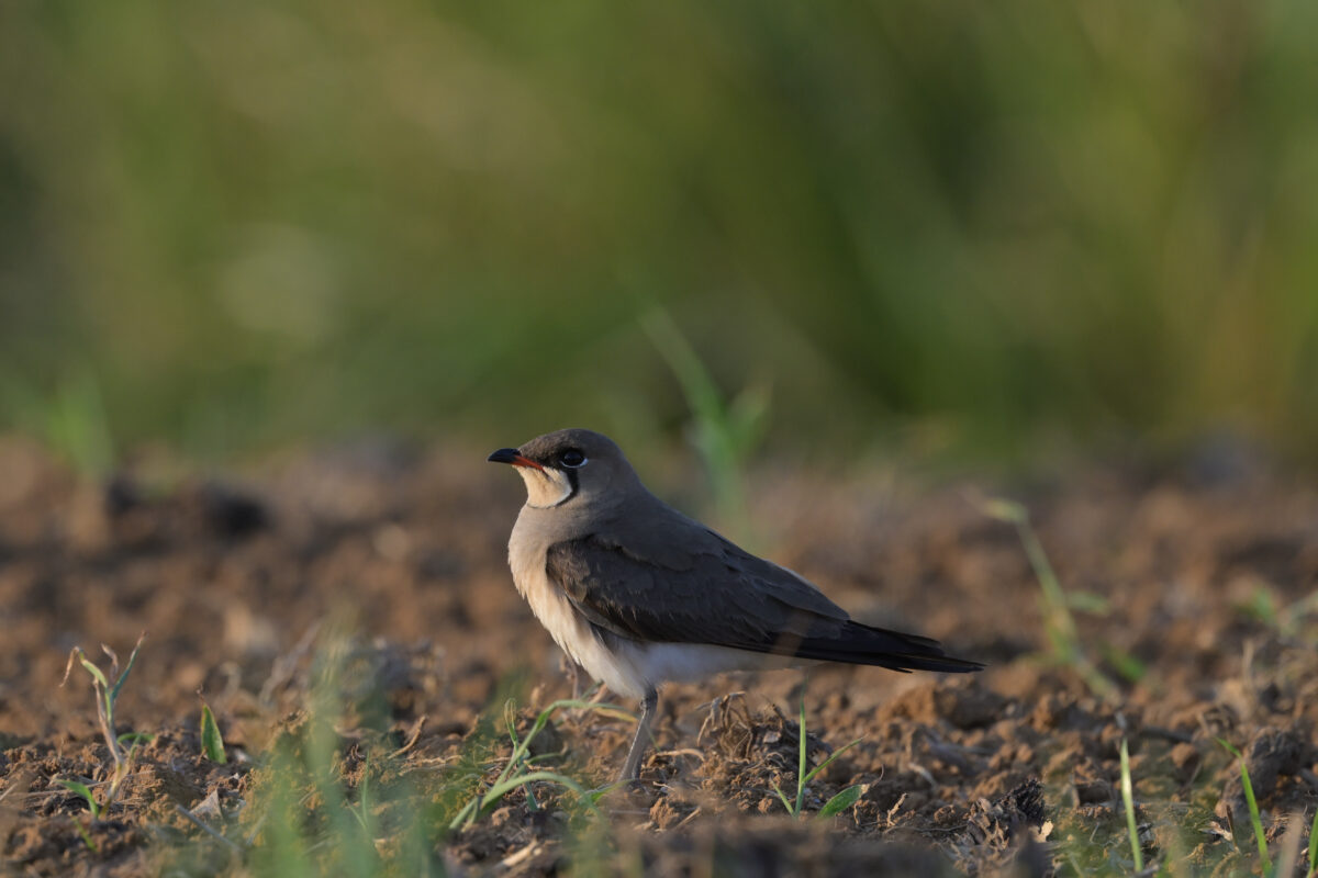 ツバメチドリ
住吉コンポスト
西表島