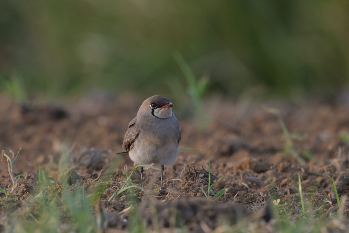 ツバメチドリ
住吉コンポスト
西表島