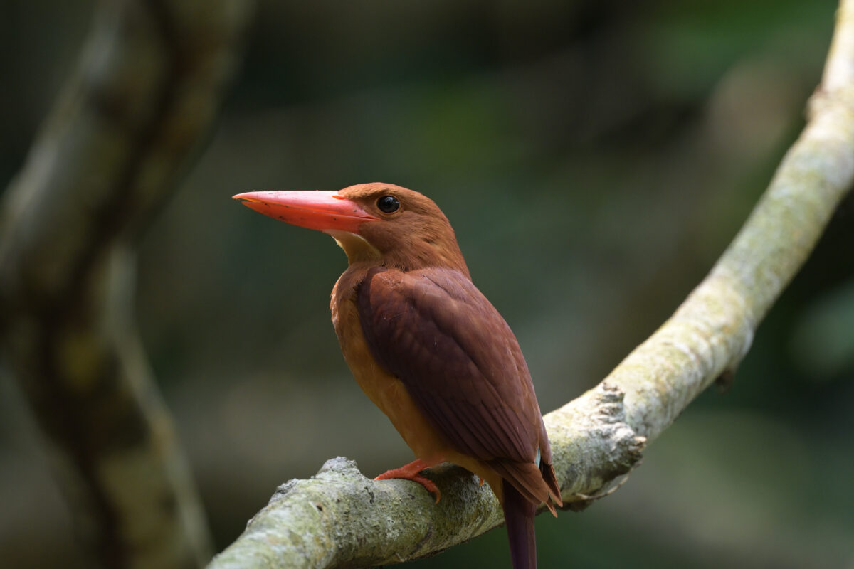 リュウキュウアカショウビン
西表島
祖納岳