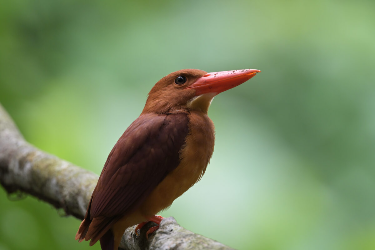 リュウキュウアカショウビン
西表島
祖納岳