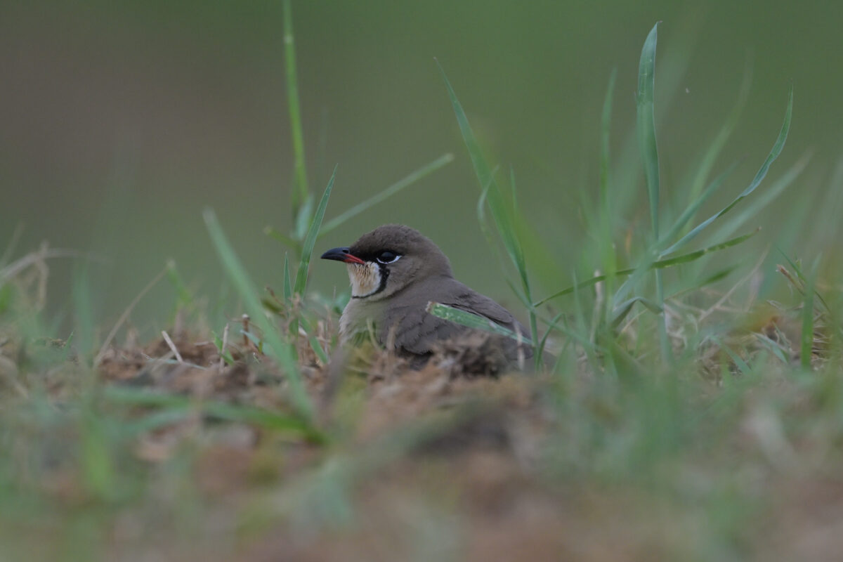ツバメチドリ
西表島
住吉コンポスト